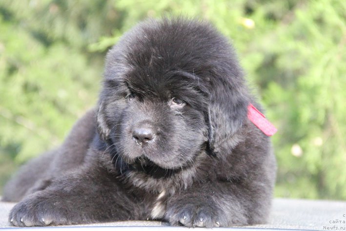 Фото: ньюфаундленд Жизетта с Берега Дона (Zhizetta s Berega Dona)