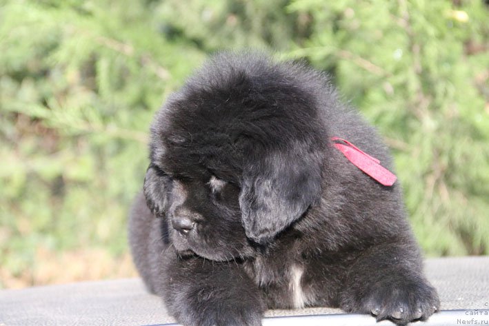 Фото: ньюфаундленд Жизетта с Берега Дона (Zhizetta s Berega Dona)