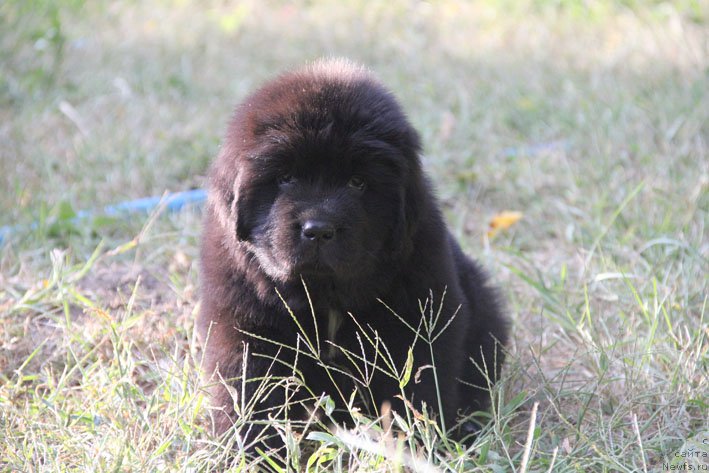Фото: ньюфаундленд Жизетта с Берега Дона (Zhizetta s Berega Dona)