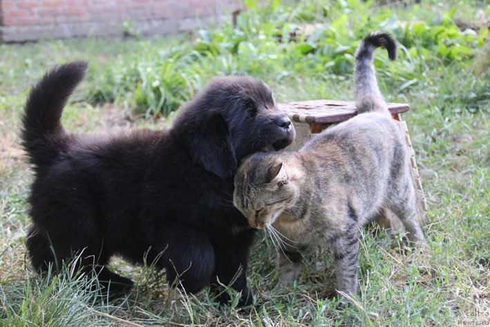 Фото: ньюфаундленд Жизетта с Берега Дона (Zhizetta s Berega Dona)