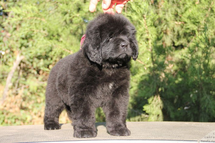 Фото: ньюфаундленд Женриетта с Берега Дона (Zhenrietta  s Berega Dona)