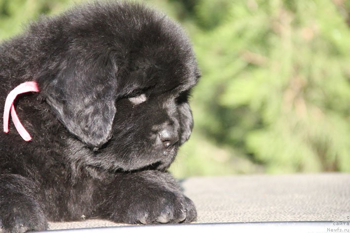 Фото: ньюфаундленд Женриетта с Берега Дона (Zhenrietta  s Berega Dona)