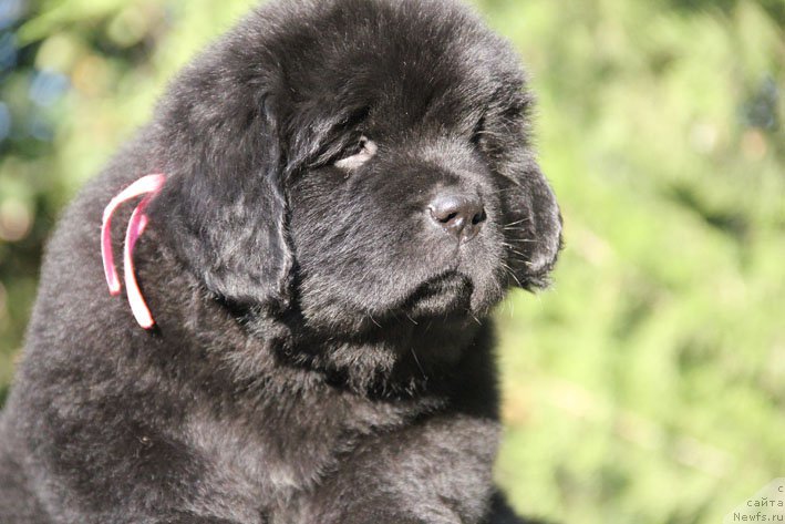 Фото: ньюфаундленд Женриетта с Берега Дона (Zhenrietta  s Berega Dona)