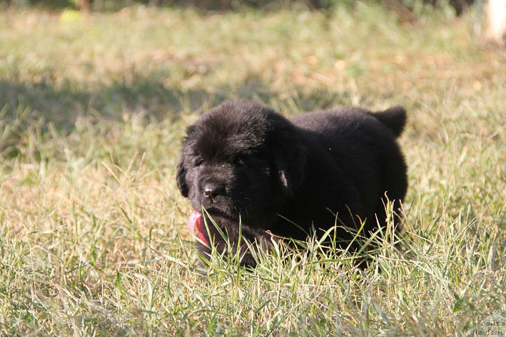 Фото: ньюфаундленд Женриетта с Берега Дона (Zhenrietta  s Berega Dona)