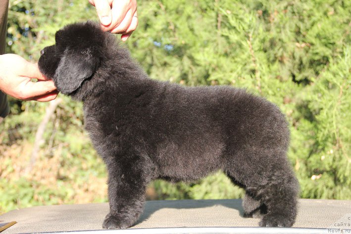 Фото: ньюфаундленд Женриетта с Берега Дона (Zhenrietta  s Berega Dona)