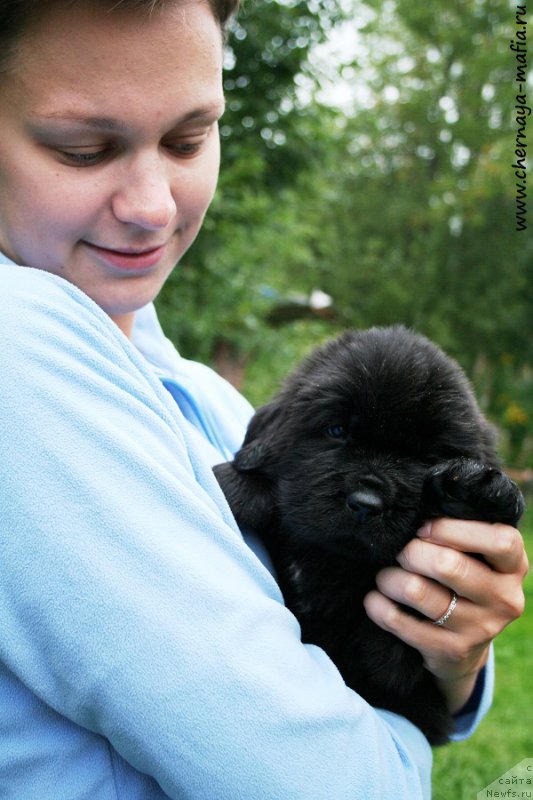 Фото: ньюфаундленд Черная Мафия Асе ин тхе Холе (Chernaya Mafia Ace in the Hole), Ольга Соболева