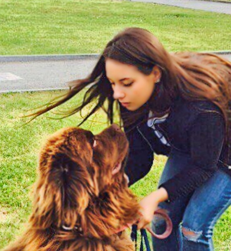 Фото: ньюфаундленд Браунблад МСК Хаким Голд Хайдар (Brownblood MSK Hakim Gold Haydar), САША