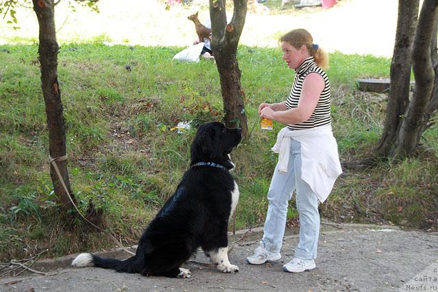 Фото: ньюфаундленд Питерньюф Жить Хорошо (Piternyuf Zhit' Horosho), Светлана Шувалова