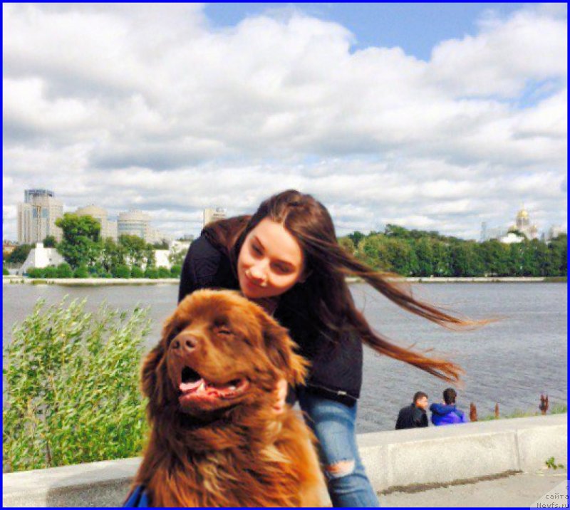 Фото: ньюфаундленд Браунблад МСК Хаким Голд Хайдар (Brownblood MSK Hakim Gold Haydar), САША