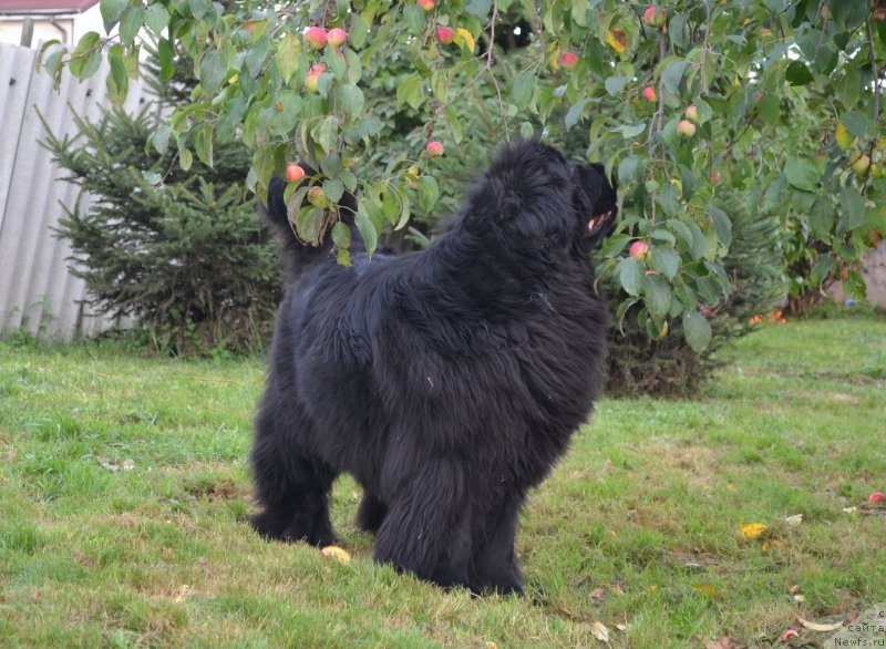 Фото: ньюфаундленд I'm Little Princess Midnight Bear