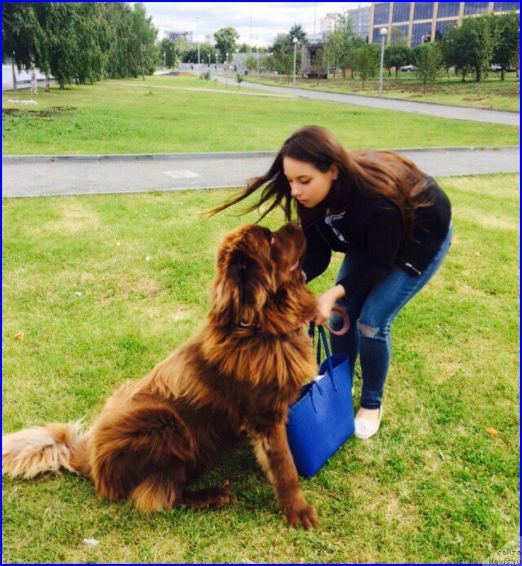 Фото: ньюфаундленд Браунблад МСК Хаким Голд Хайдар (Brownblood MSK Hakim Gold Haydar), САША
