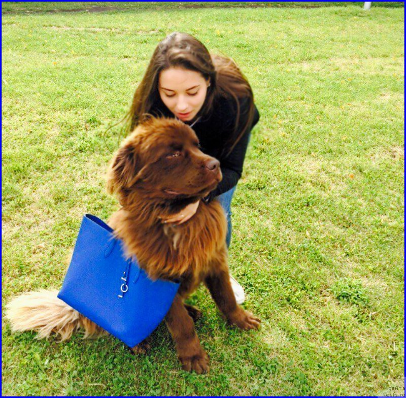 Фото: ньюфаундленд Браунблад МСК Хаким Голд Хайдар (Brownblood MSK Hakim Gold Haydar), САША