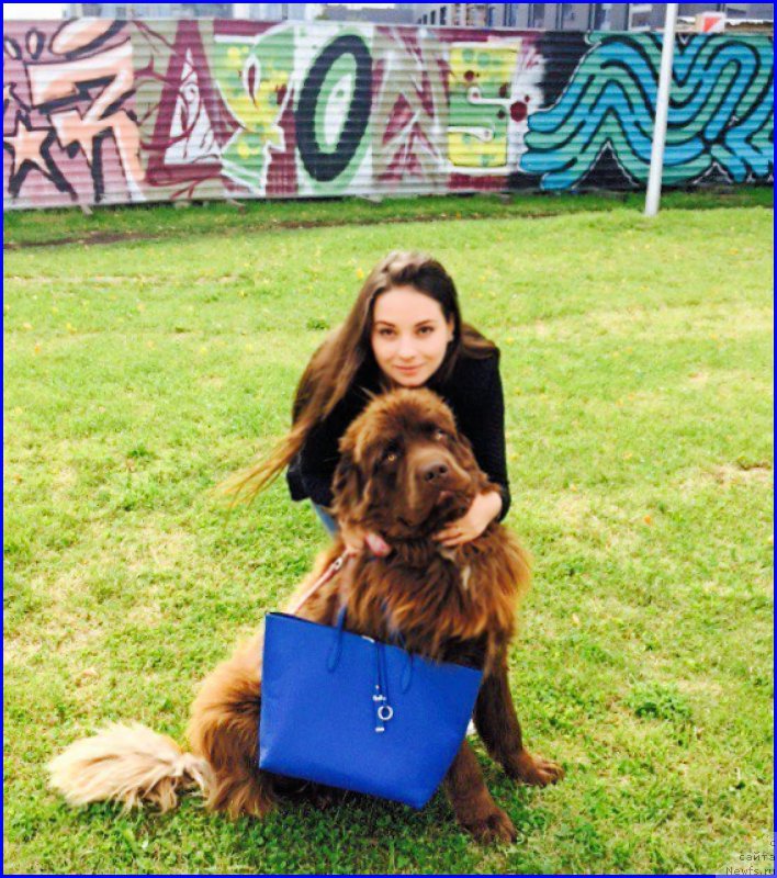 Фото: ньюфаундленд Браунблад МСК Хаким Голд Хайдар (Brownblood MSK Hakim Gold Haydar), САША