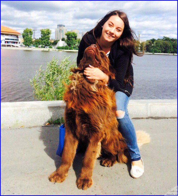 Фото: ньюфаундленд Браунблад МСК Хаким Голд Хайдар (Brownblood MSK Hakim Gold Haydar), САША