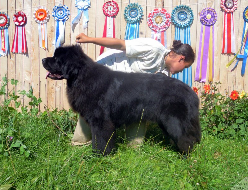 Фото: ньюфаундленд Альфа Дар Окса Арсёмий (Alfa Dar Oksa Arsemiy)