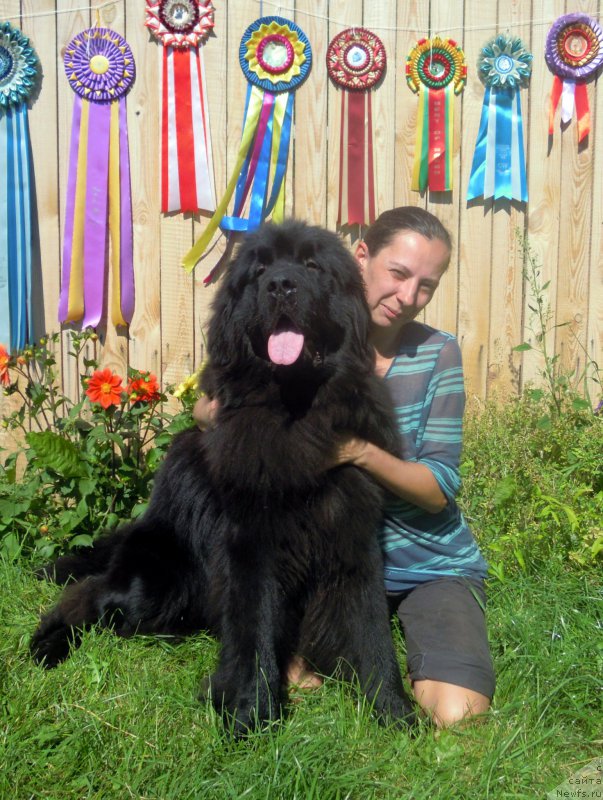 Фото: ньюфаундленд Альфа Дар Окса Арсёмий (Alfa Dar Oksa Arsemiy)