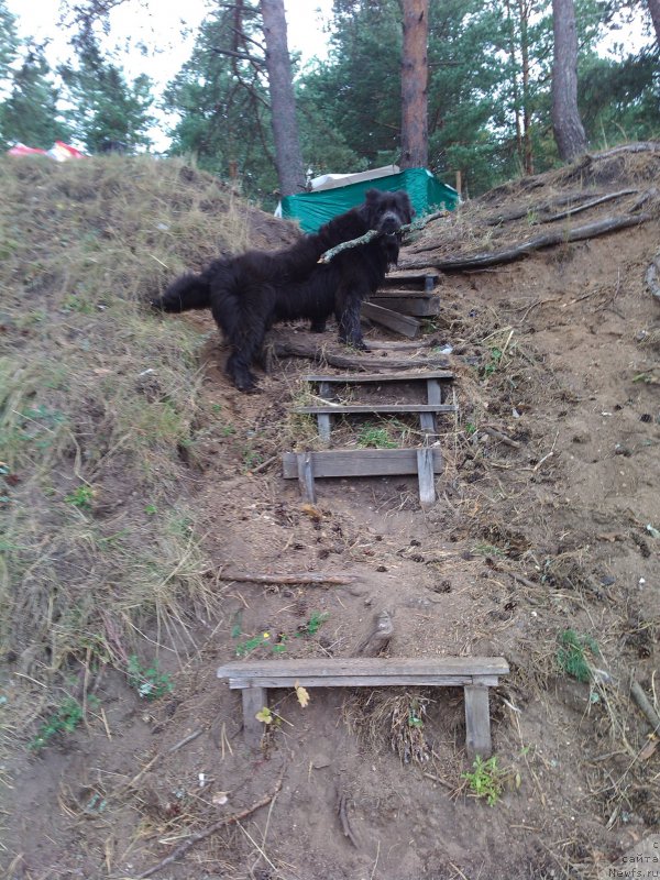 Фото: ньюфаундленд Ангел Хранитель Граффидд (Angel Khranitel Gruffidd)