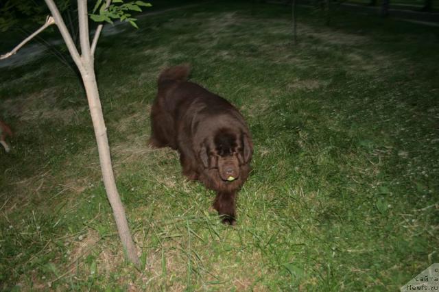 Фото: ньюфаундленд Супер Премиум Брабус