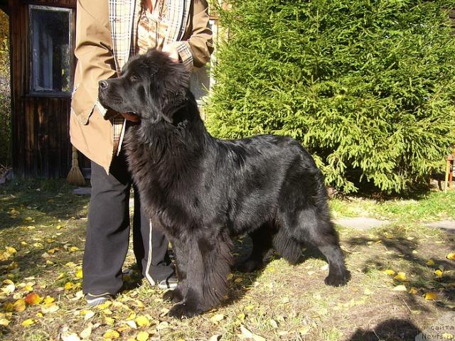 Фото: ЮНА, ньюфаундленд Фелиция