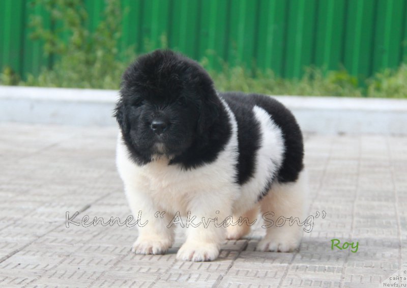 Фото: ньюфаундленд Аквиан Сонг Рой Солей