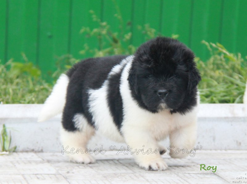 Фото: ньюфаундленд Аквиан Сонг Рой Солей