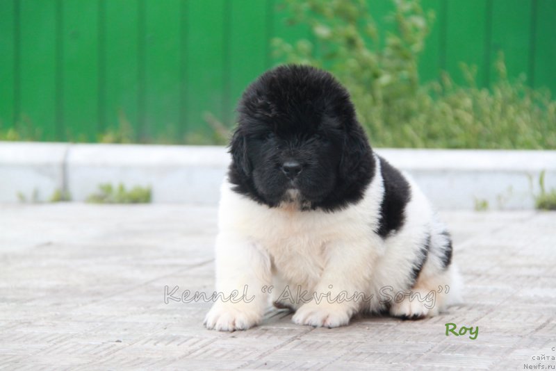 Фото: ньюфаундленд Аквиан Сонг Рой Солей