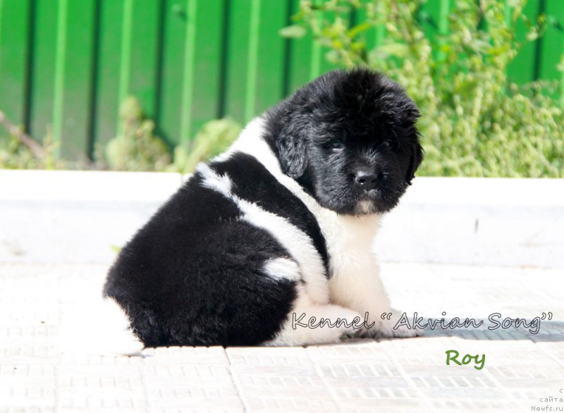 Фото: ньюфаундленд Аквиан Сонг Рой Солей