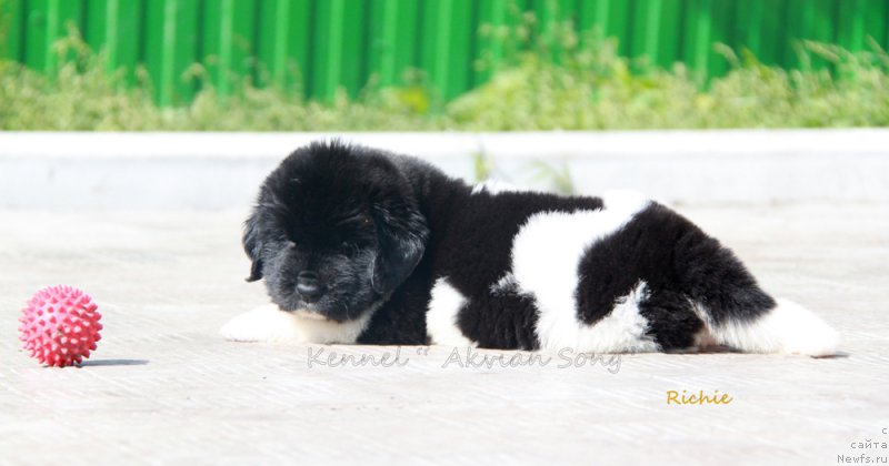 Фото: ньюфаундленд Аквиан Сонг Рич Брид