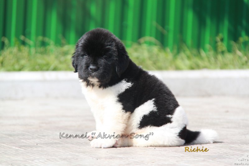 Фото: ньюфаундленд Аквиан Сонг Рич Брид