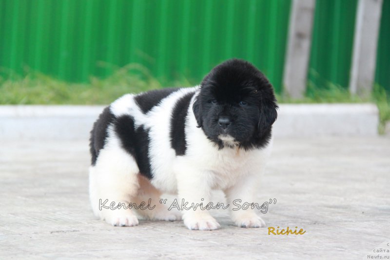 Фото: ньюфаундленд Аквиан Сонг Рич Брид