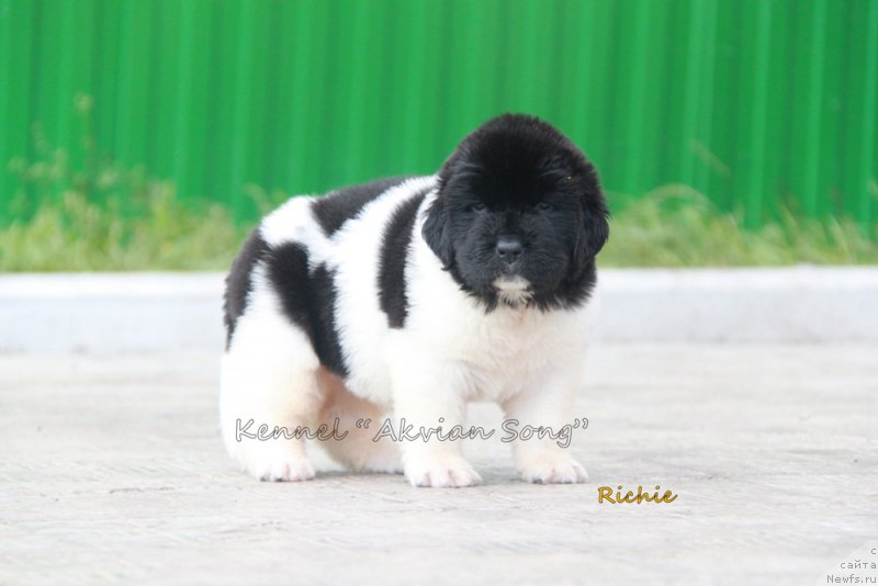 Фото: ньюфаундленд Аквиан Сонг Рич Брид