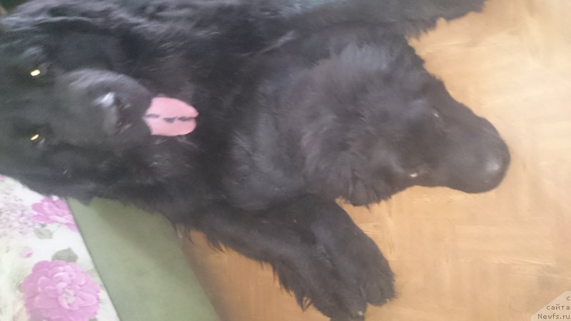 Фото: Наталия Маслова, ньюфаундленд Черный Балу Ефрем