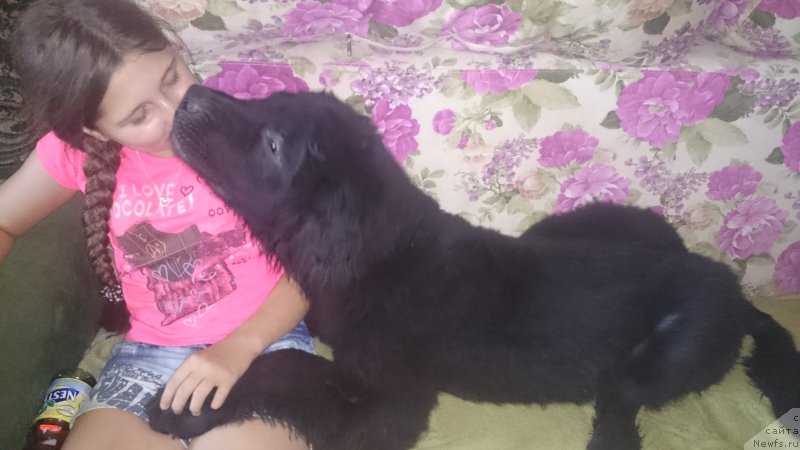 Фото: ньюфаундленд Черный Балу Ефрем