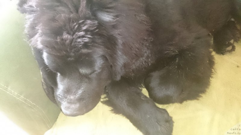 Фото: Наталия Маслова, ньюфаундленд Черный Балу Ефрем