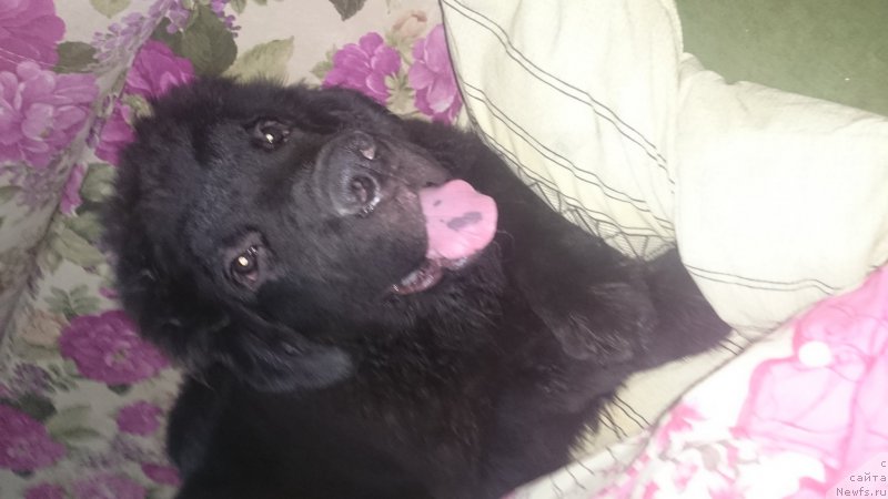 Фото: ньюфаундленд Черный Балу Ефрем