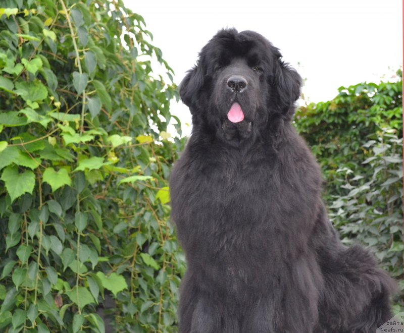 Фото: ньюфаундленд I'm Little Princess Midnight Bear