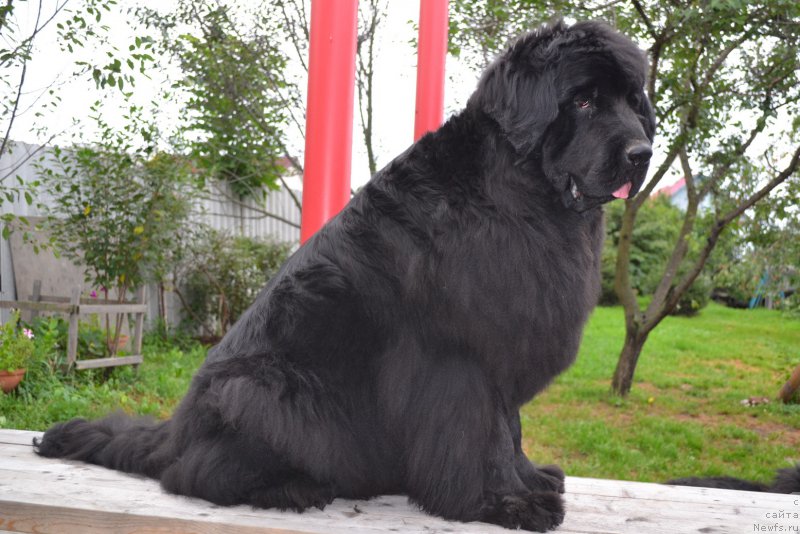 Фото: ньюфаундленд I'm Little Princess Midnight Bear