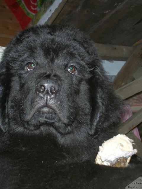 Фото: ньюфаундленд Источник Вдохновения для Ньюфорт