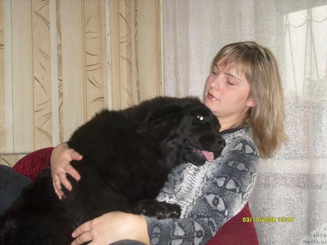 Фото: ньюфаундленд К-Леди Тиамо (K-Ledy Tiamo)