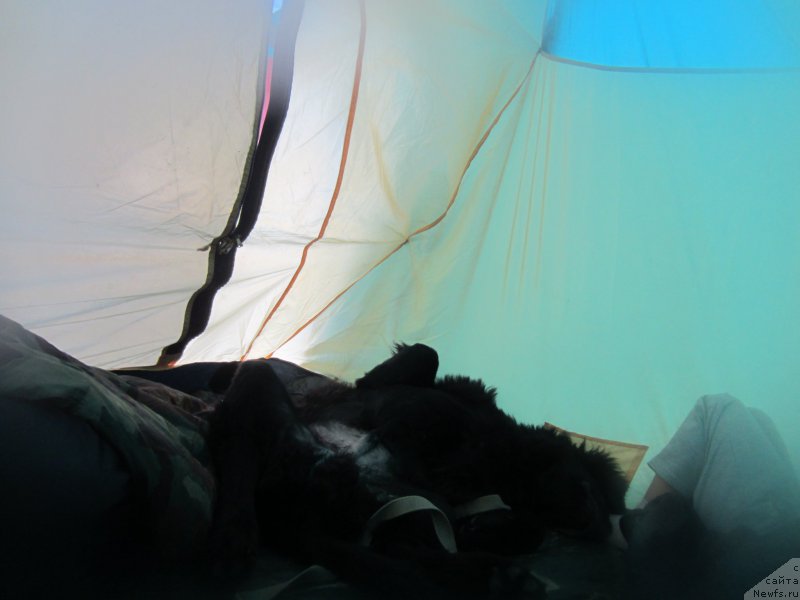 Фото: ньюфаундленд Черный Балу Елисей