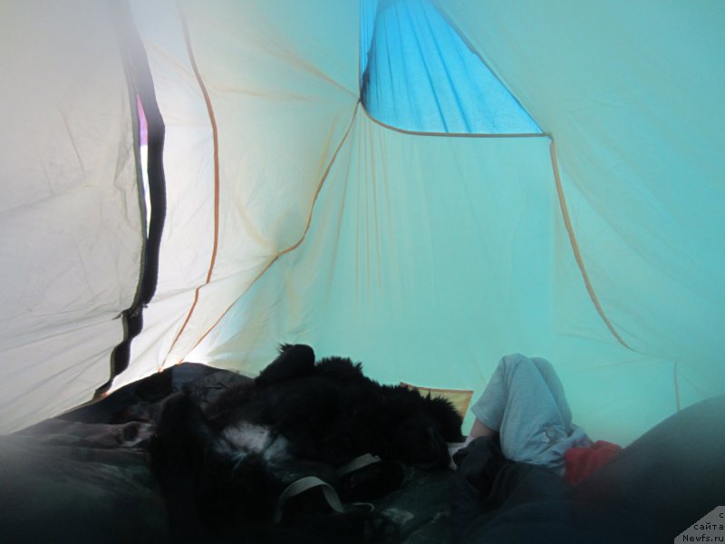 Фото: ньюфаундленд Черный Балу Елисей