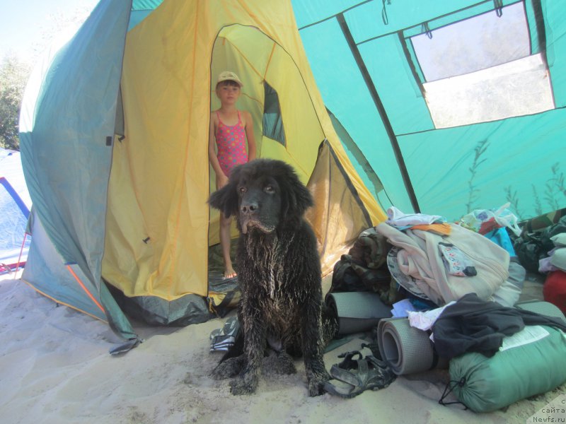 Фото: ньюфаундленд Черный Балу Елисей