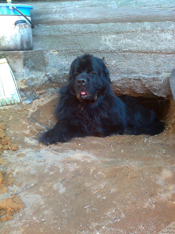 Фото: ньюфаундленд Акватория Келвин Кадриль (Aquatoriya Kelvin Kadril)