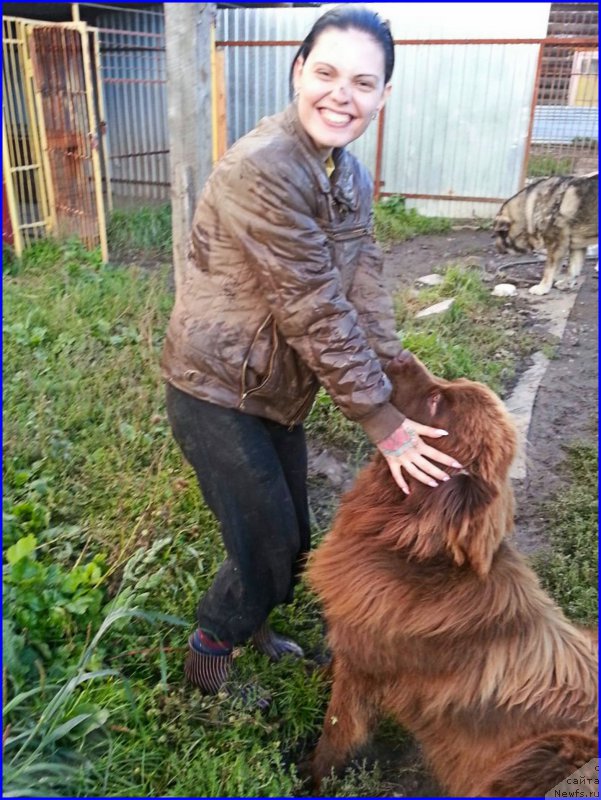 Фото: ньюфаундленд Браунблад МСК Хаким Голд Хайдар (Brownblood MSK Hakim Gold Haydar), ИРА