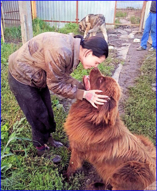 Фото: ньюфаундленд Браунблад МСК Хаким Голд Хайдар (Brownblood MSK Hakim Gold Haydar), ИРА