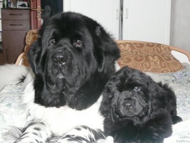 Фото: ньюфаундленд Супер Бизон Арго (Super Bizon Argo), ньюфаундленд Сибирочка Супер Стар