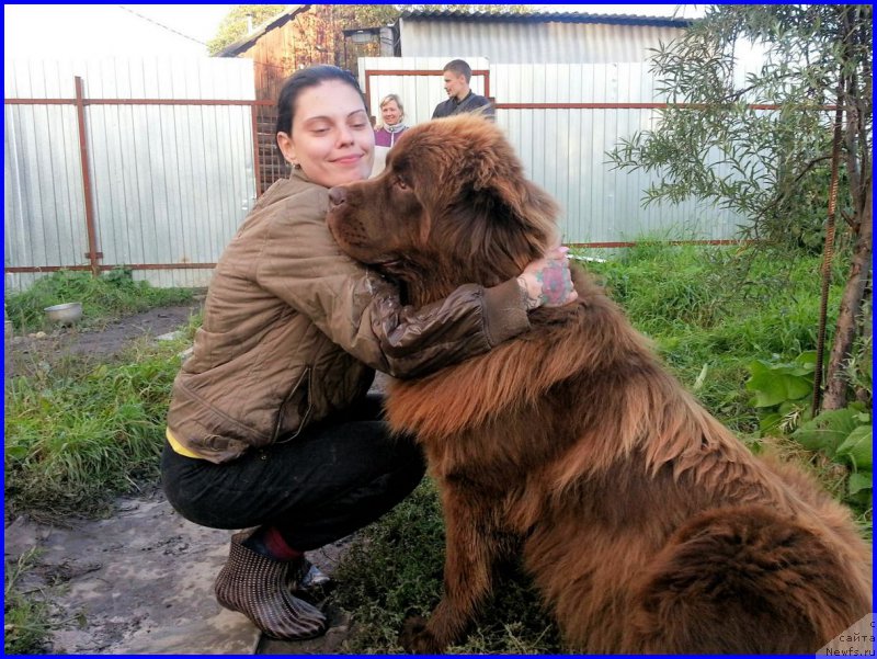 Фото: ньюфаундленд Браунблад МСК Хаким Голд Хайдар (Brownblood MSK Hakim Gold Haydar), ИРА