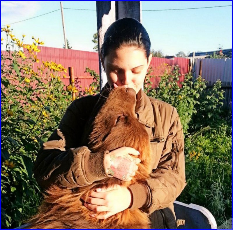 Фото: ньюфаундленд Браунблад МСК Хаким Голд Хайдар (Brownblood MSK Hakim Gold Haydar), ИРА