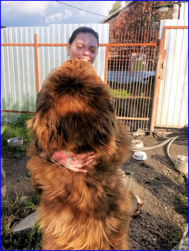 Фото: ньюфаундленд Браунблад МСК Хаким Голд Хайдар (Brownblood MSK Hakim Gold Haydar), ИРА