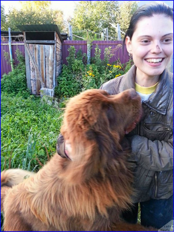 Фото: ньюфаундленд Браунблад МСК Хаким Голд Хайдар (Brownblood MSK Hakim Gold Haydar), ИРА